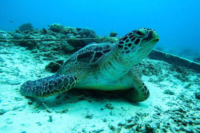 Gili Islands Lombok: 4 Hour Private Group Snorkeling Trip - What’s Included and What’s Not