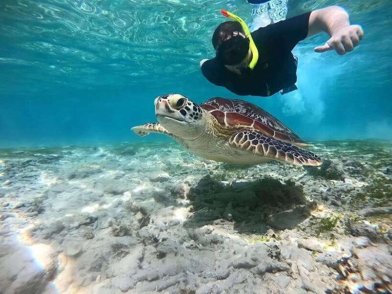 Gili Islands: Private Snorkeling Boat Tour with Local Guide - What to Expect During Your Snorkeling Experience