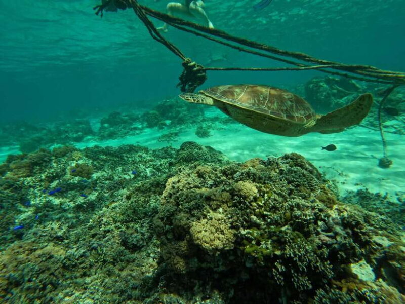 Gili Islands Snorkeling Day Trip with private speedboat - Key Points