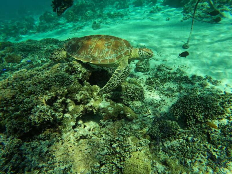 Gili Islands Snorkeling Day Trip with private speedboat - Who Should Book This Gili Islands Snorkeling Trip?