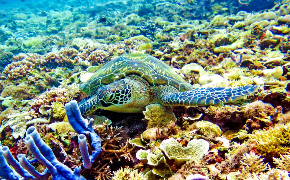 Gili Islands: Underwater Statues Cruise and Snorkeling - Underwater Statues Exploration