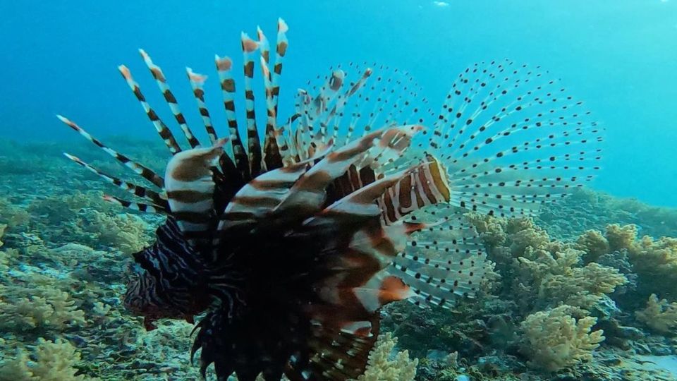 Gili Meno: Private Snorkeling Trips With Gopro Footage - Important Safety Information