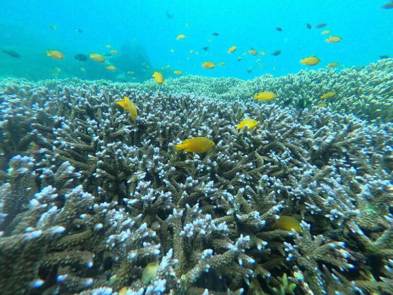 Gili Snorkeling Tour With GO PRO Documentation - Introduction