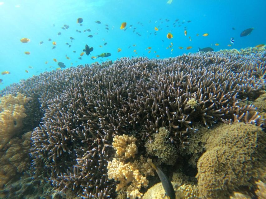 Gili T Island: Gili Snorkeling Day Trip Swim With Turtles - Customer Experiences