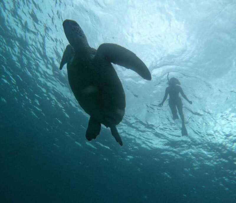 GILI T : PRIVATE SNORKELING TRIP 5 HOURS 3 GILI - Key Points
