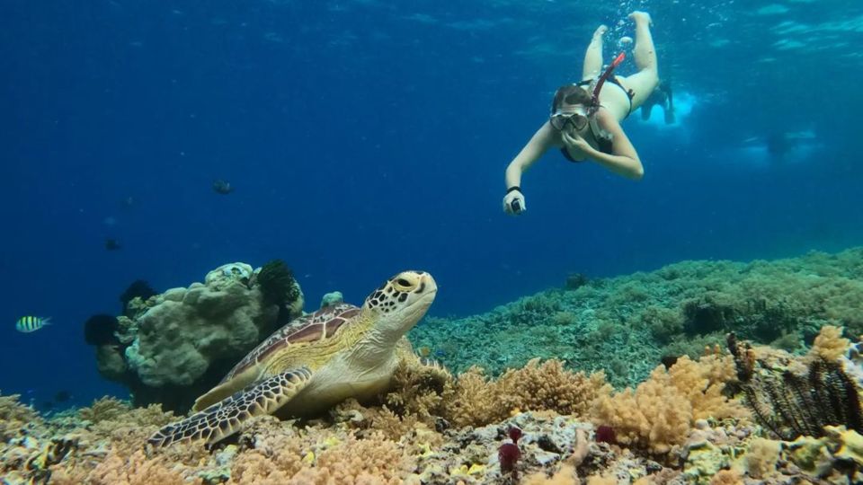 Gili Trawangan: Gili Island 3 Spots Snorkeling With Turtle - Discovering The Nest