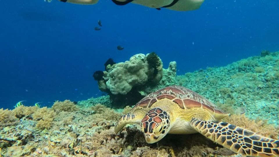 Gili Trawangan: Gili Island 3 Spots Snorkeling With Turtle - Frequently Asked Questions