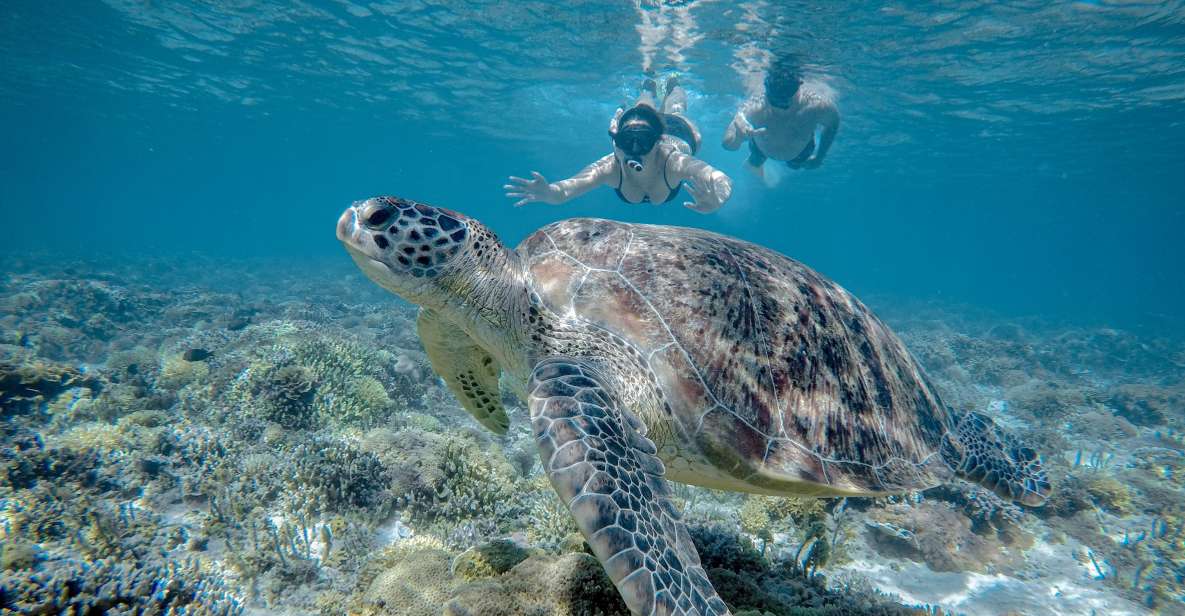 Gili Trawangan : Half Day Snorkeling With Turtle and Statue - Key Points
