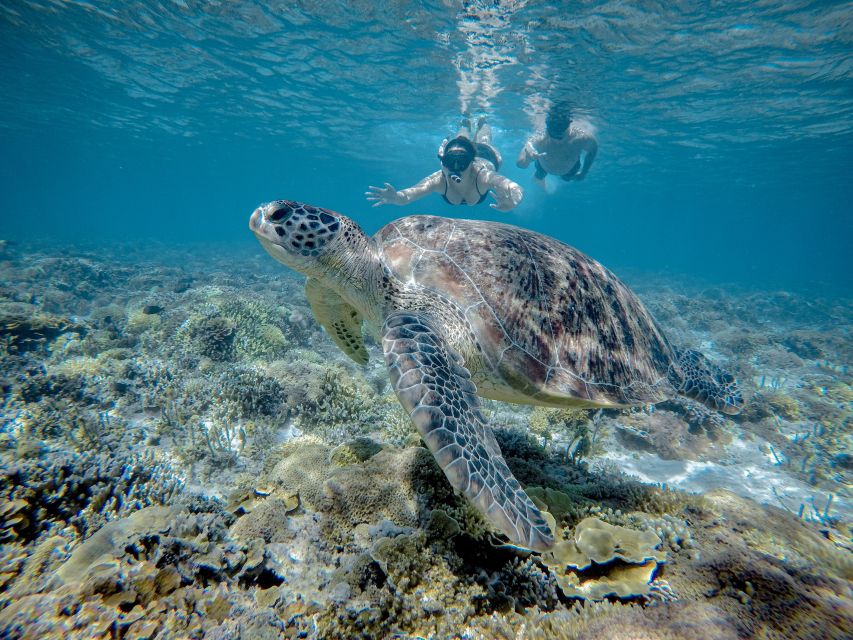 Gili Trawangan : Half Day Snorkeling With Turtle and Statue - Snorkeling Experience Highlights