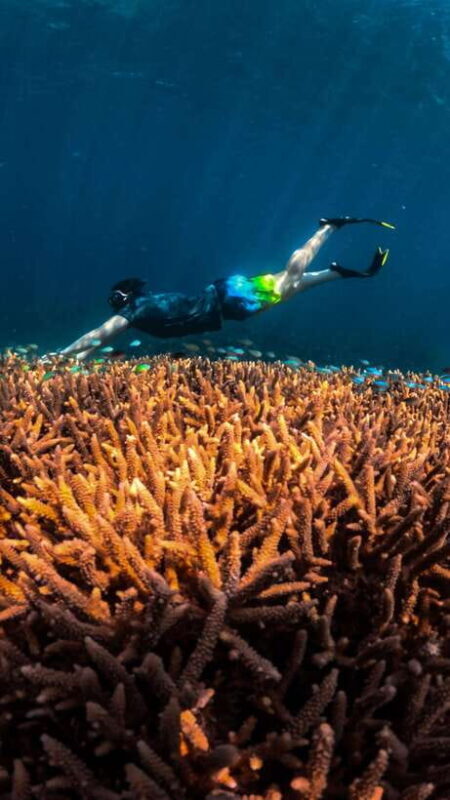 Gili Trawangan : Privat & Sharing Snorkeling Tour 3 Gili - Who Should Consider This Tour?  