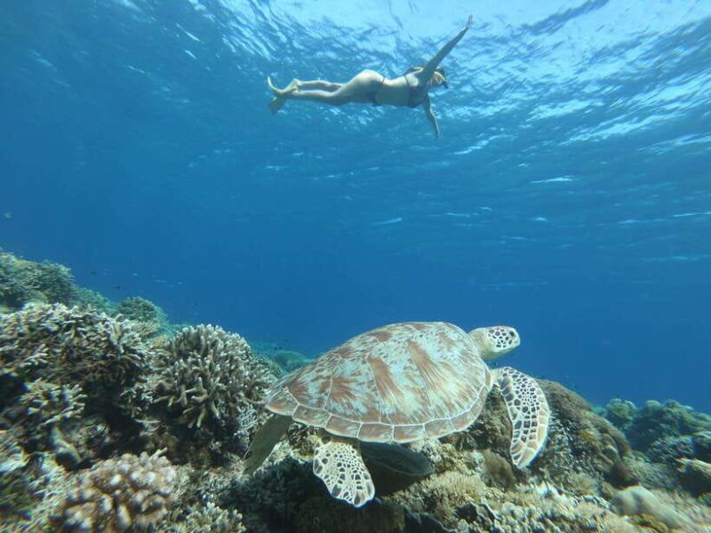Gili Trawangan: Private Snorkeling (Coral, Statues, Turtles) - An In-Depth Look at the Tour Experience