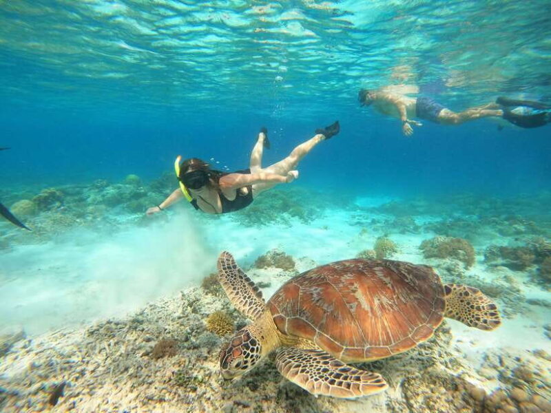 Gili Trawangan: Private Snorkeling (Coral, Statues, Turtles) - Analyzing the Value