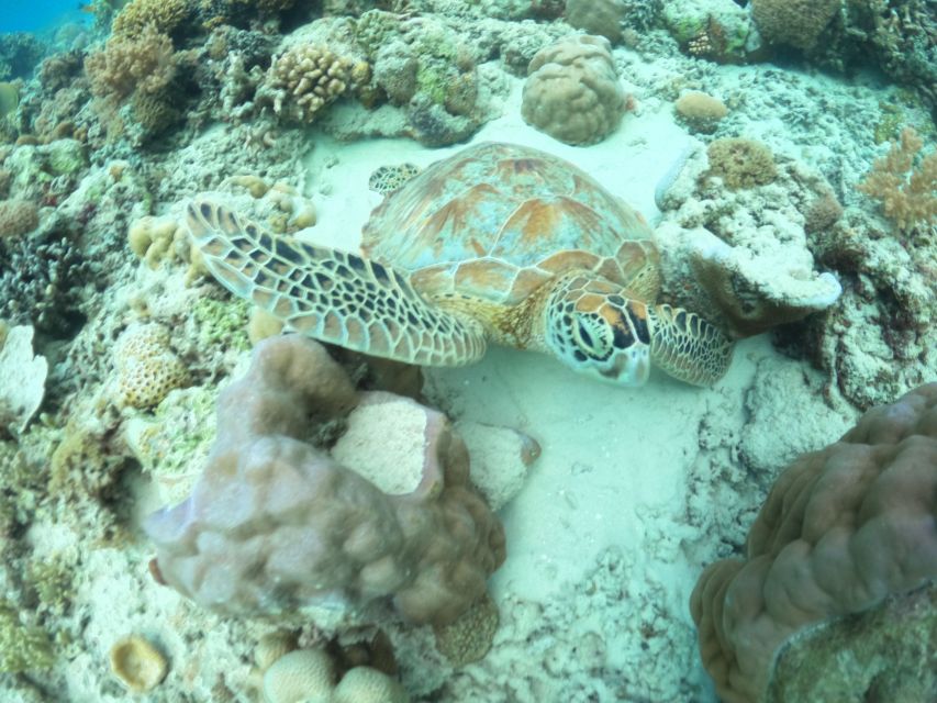 Gili Trawangan Swimming With Turtle & Underwater Statue - Key Points