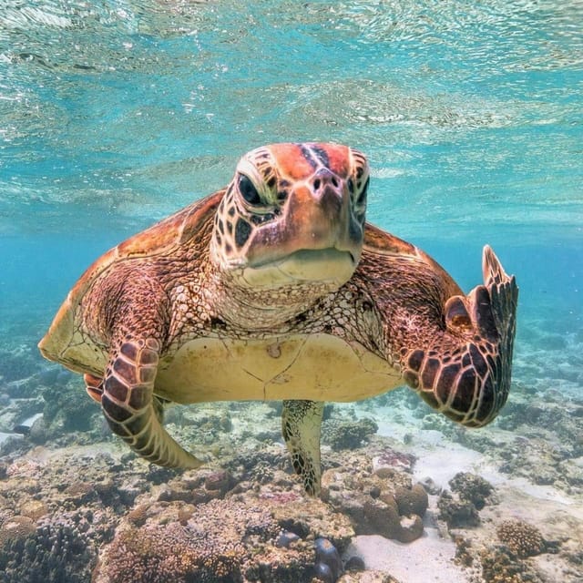 Gilitrawangan:Private Tour 3 Spot: Statue,Coral Reef,Turtle - Key Attractions and Unique Features