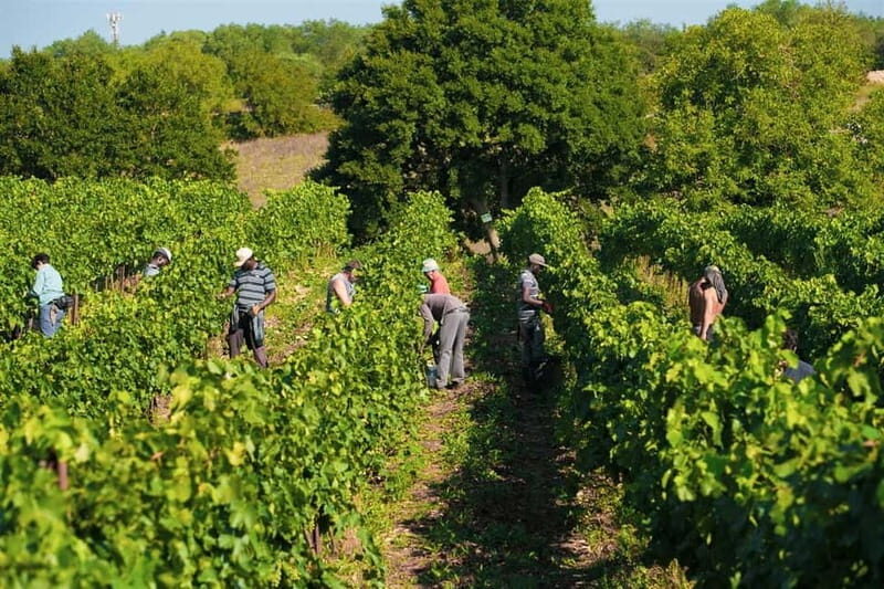 Gioia del Colle: E-Bike Tour through Vineyards & Wine - Analyzing the Value and Experience