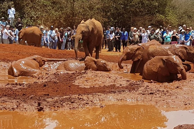 Giraffe Center, Elephant Orphanage, Beads Center & Bomas of Kenya Tour Nairobi - David Sheldrick Wildlife Trust