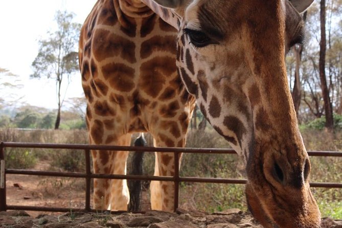 Giraffe Center, Elephant Orphanage, Beads Center & Bomas of Kenya Tour Nairobi - Traveler Reviews and Feedback