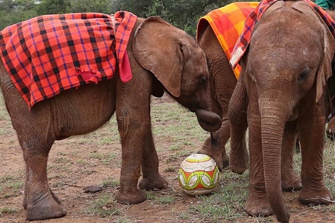 Giraffe Center & Elephant Orphanage Guided Day Tour - Detailed Itinerary