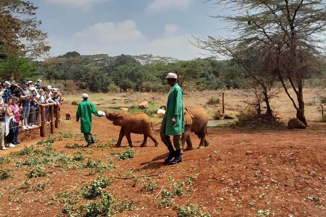 Giraffe Centre and Animal Orphanage Guided Tour In Nairobi. - Dining and Refreshments