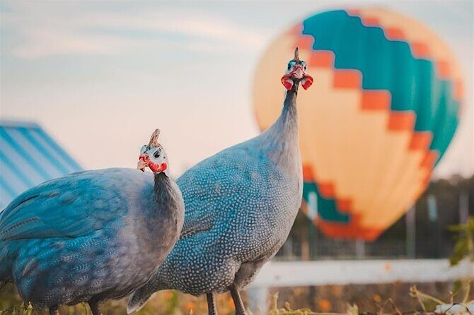 Giraffe Experience and Safari Wine Tour at Grapetown Vineyard - A Closer Look at the Experience