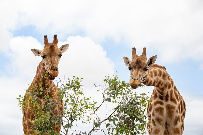 Giraffe Experience at Werribee Open Range Zoo - excl. entry - Key Points  