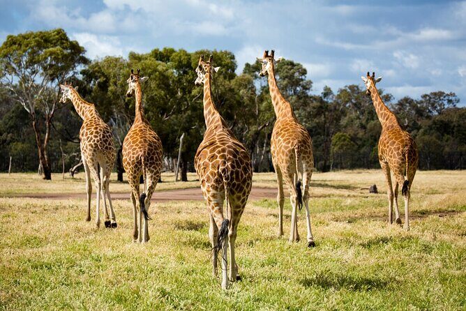 Giraffe Experience at Werribee Open Range Zoo - excl. entry - Who Will Love This Experience?  