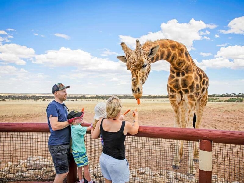 Giraffe Safari & a Day at Monarto Safari Park - An Authentic Look at the Giraffe Safari Experience