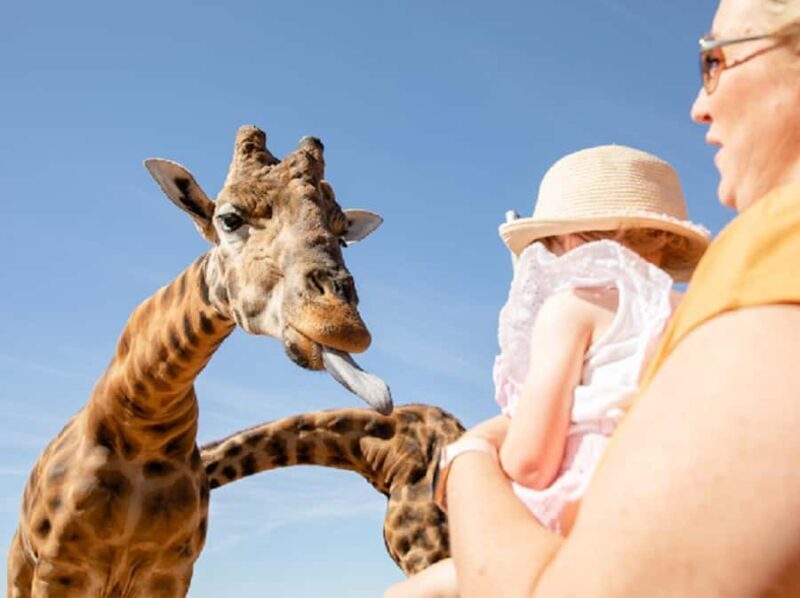 Giraffe Safari & a Day at Monarto Safari Park - Final Thoughts
