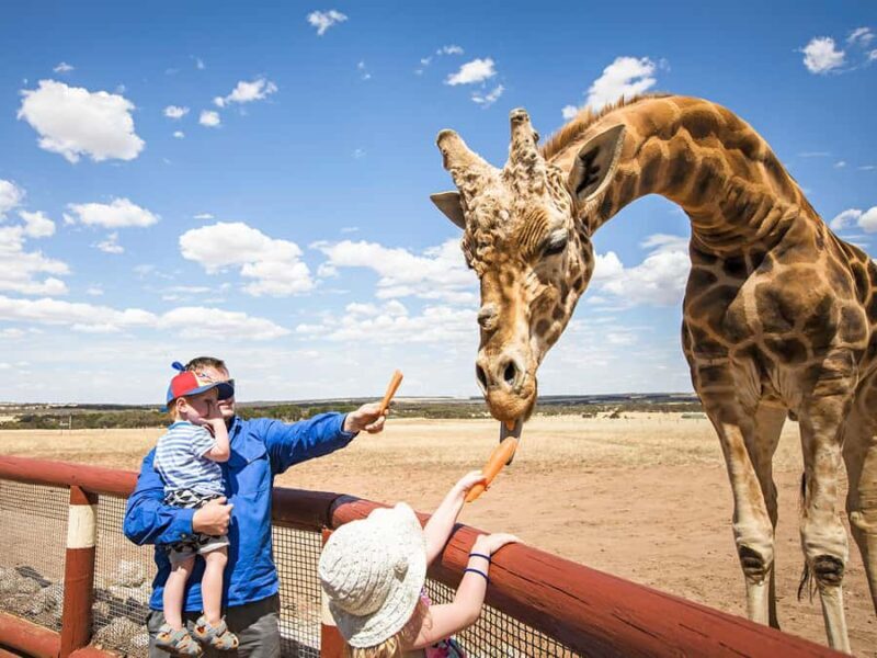 Giraffe Safari & a Day at Monarto Safari Park - FAQ