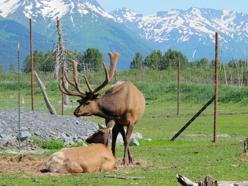 Girdwood: Bears, Trains, & Icebergs Tour - Glacier Discovery Train