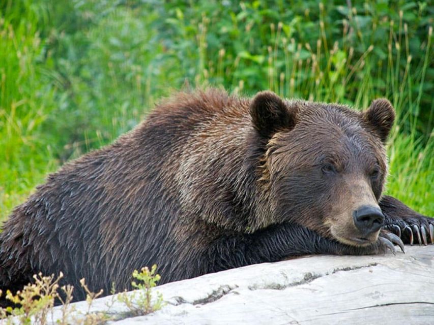 Girdwood: Bears, Trains, & Icebergs Tour - Spencer Glacier Lake