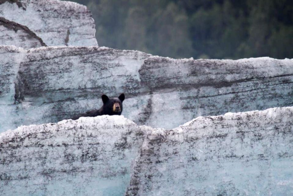 Girdwood: Bears, Trains, & Icebergs Tour - Placer River Valley