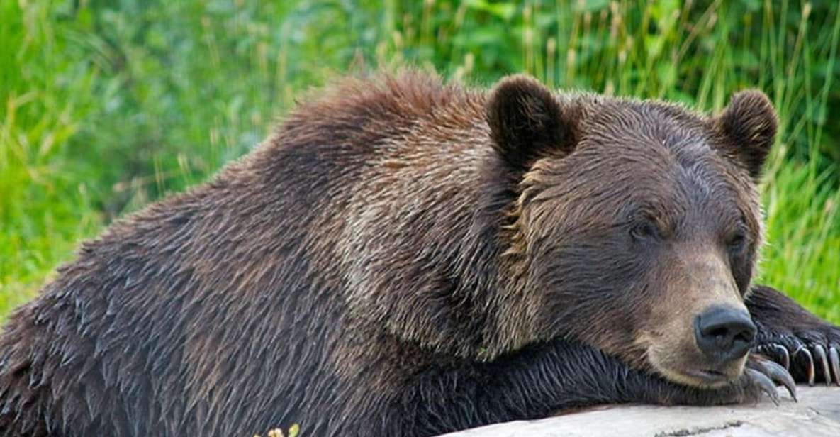 Girdwood: Bears, Trains, & Icebergs Tour - Additional Tour Information
