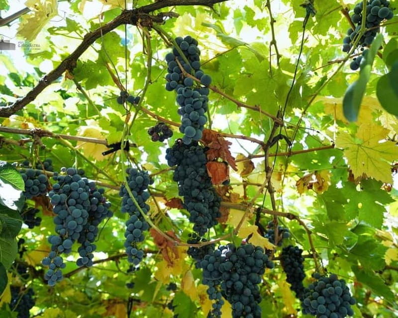 Gjirokaster: Vineyard, Wine Tasting & Farm-to-Table Dining - Who Should Consider This Tour?