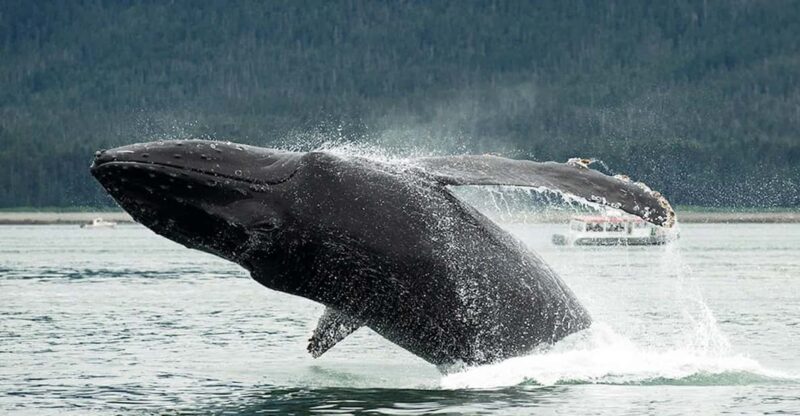 Glacier Bay: Glacier and Wildlife Catamaran Tour - Key Points