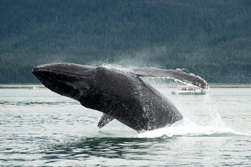 Glacier Bay: Glacier and Wildlife Catamaran Tour - Experience Highlights