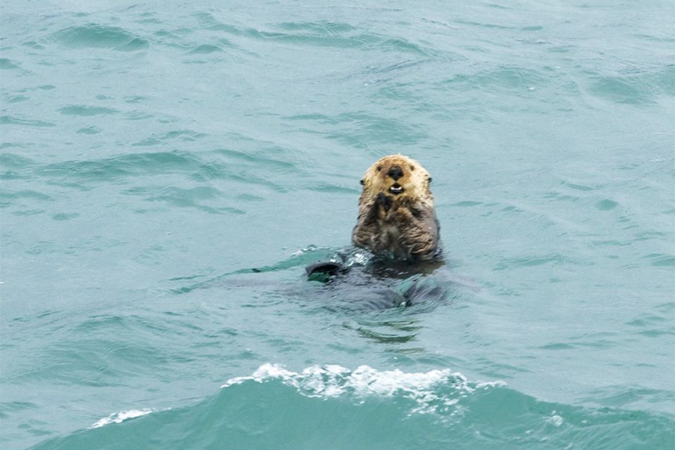 Glacier Bay: Glacier and Wildlife Catamaran Tour - Key Points
