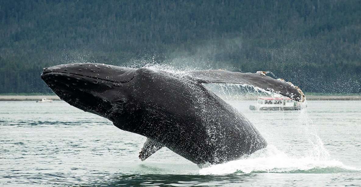 Glacier Bay: Glacier and Wildlife Catamaran Tour - Highlights
