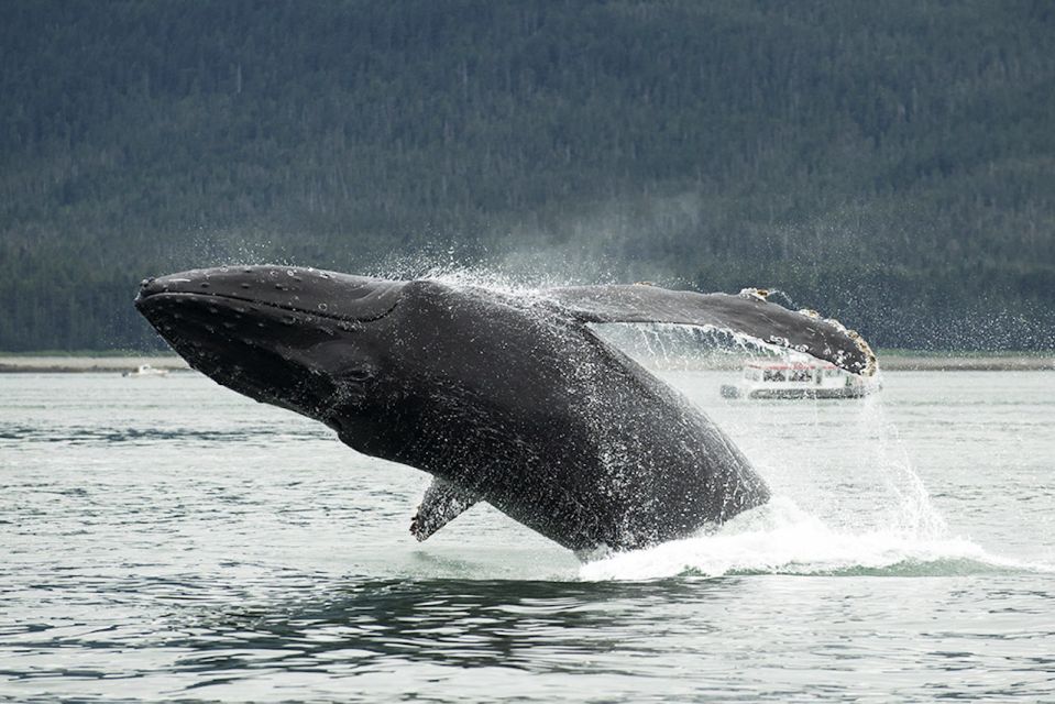 Glacier Bay: Glacier and Wildlife Catamaran Tour - Inclusions