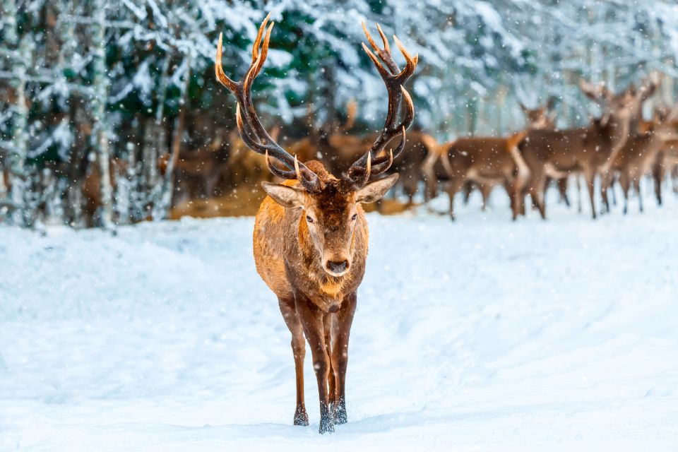Glacier National Park: Self-Guided Driving Tour - Key Points