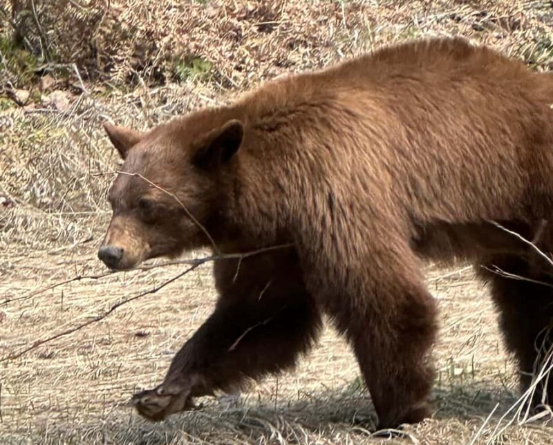 Glacier National Park: Summer Driving Tour with Lunch - Itinerary Breakdown & Highlights