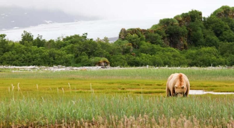 Glacier Park Privat Experience in Luxurious SUV Customizable - Who Will Love This Tour?