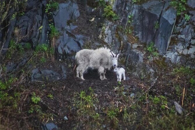 Glacier Quest Cruise Self Drive - FAQs