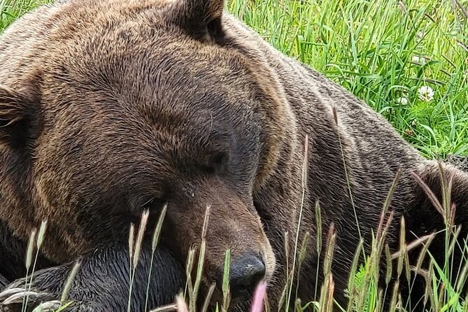 Glacier View & Wildlife Anchorage Adventure Tour - Girdwood Base Camp and Lunch