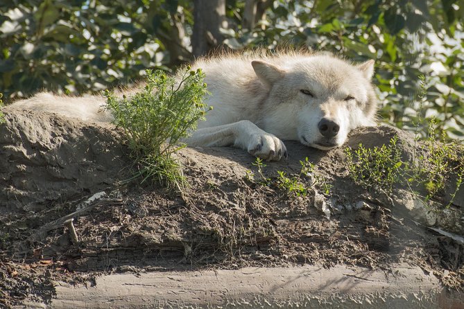 Glaciers and Wildlife: Super Scenic Day Tour From Anchorage - Wildlife Sightings on the Tour
