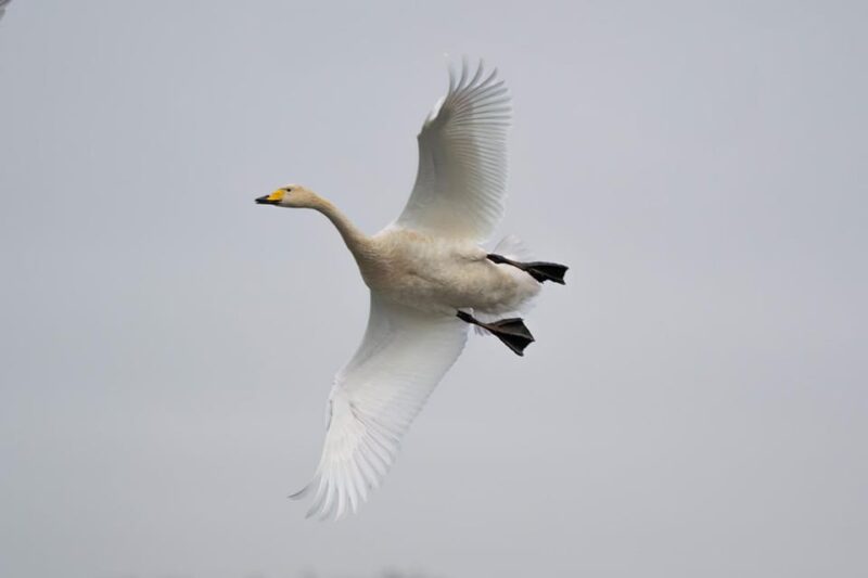 Glasgow: Beginners Wildlife Photography Workshop - Photography Opportunities