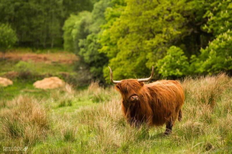 Glasgow: Loch Ness, Glen Coe, Hairy Coos & The Highlands - What We Loved About the Tour