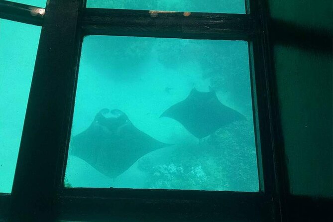 Glass-Bottom Boat Cruise From Waikoloa - Accessibility Considerations