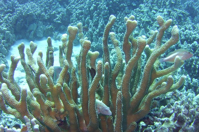 Glass-bottom Boat Reef Tour - Reviews