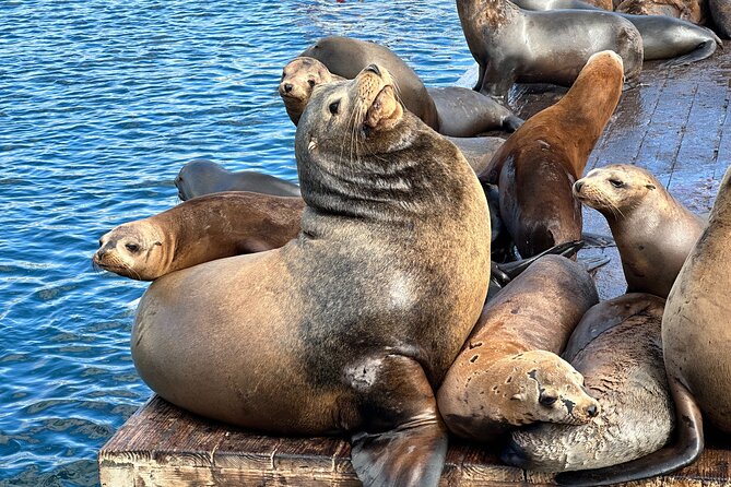 Glass Bottom Boat Ride in Redondo Beach - Experience Highlights